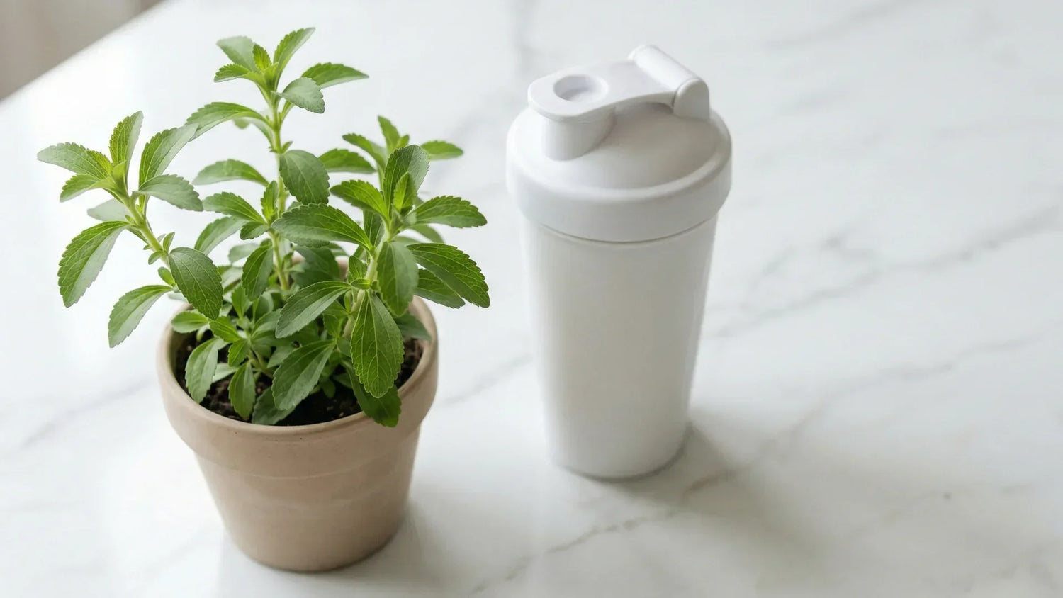 Stevia plant next to a protein shaker on a white background – natural sweetener alternative to sucralose in protein powder